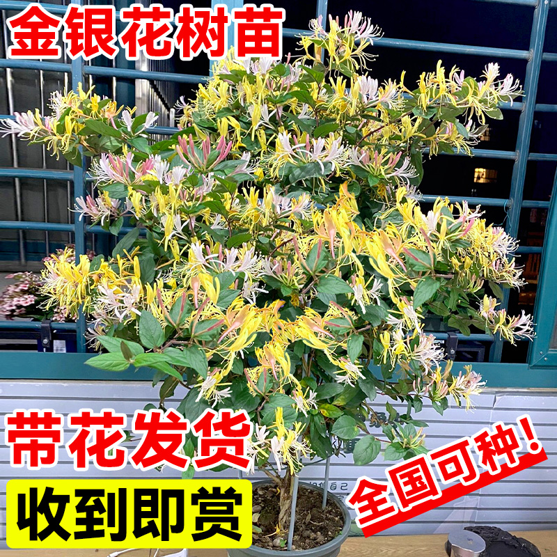 金银花树苗老桩盆景造型盆栽爬藤植物四季开花阳台庭院可食用野生