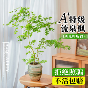 流泉枫盆栽造型盆景黄金室内绿植客厅大型植物枫叶办公室桌面好养