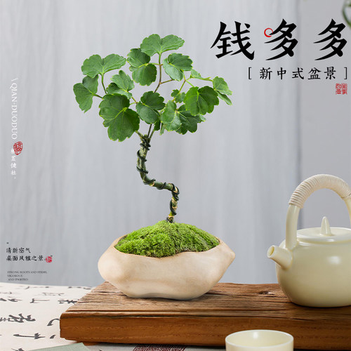 钱多多造型盆景桌面中式禅意绿植