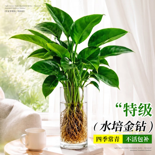 水培植物大叶金钻绿公主