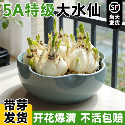 【5A特级水仙花王】包成活到开花
