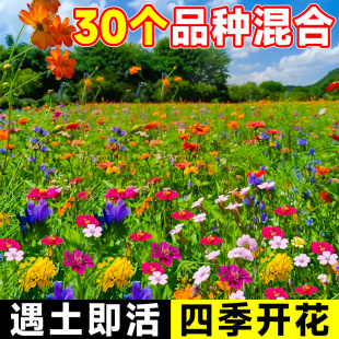 播种开花格桑花花种子 野花组合太阳花种孑花籽秋冬花种籽子四季