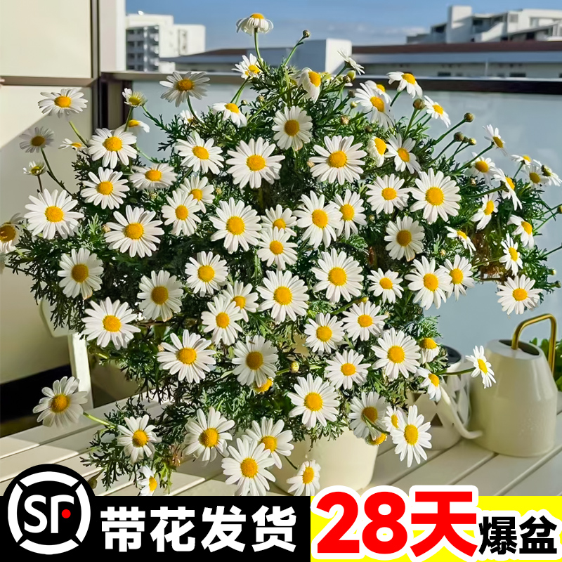 玛格丽特菊花盆栽四季开花卉植物室内花苗带花绿植阳台庭院好养活 鲜花速递/花卉仿真/绿植园艺 时令草本花卉 原图主图