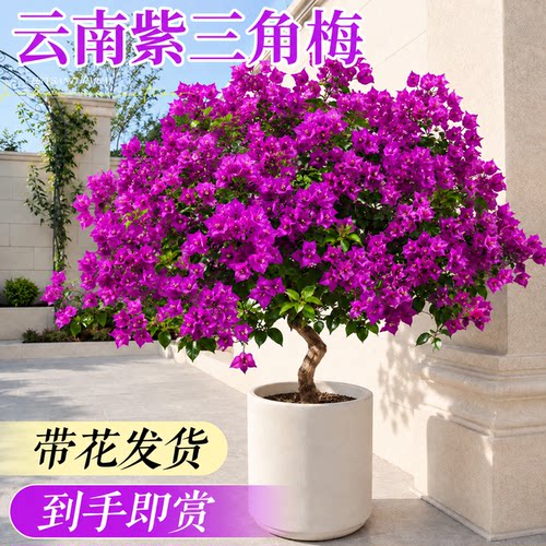 【带花发货】特级三角梅不活包赔