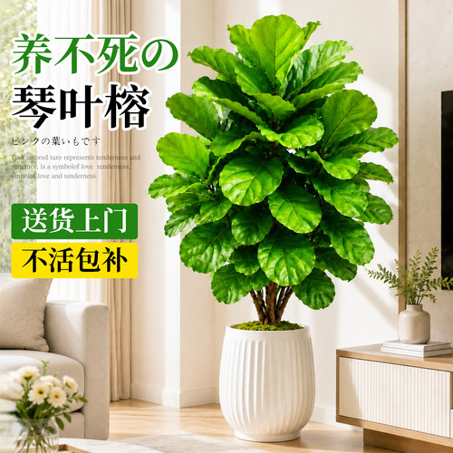琴叶榕大叶热带雨林清新送货上门