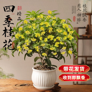 【精品】四季桂花新中式桌面盆栽