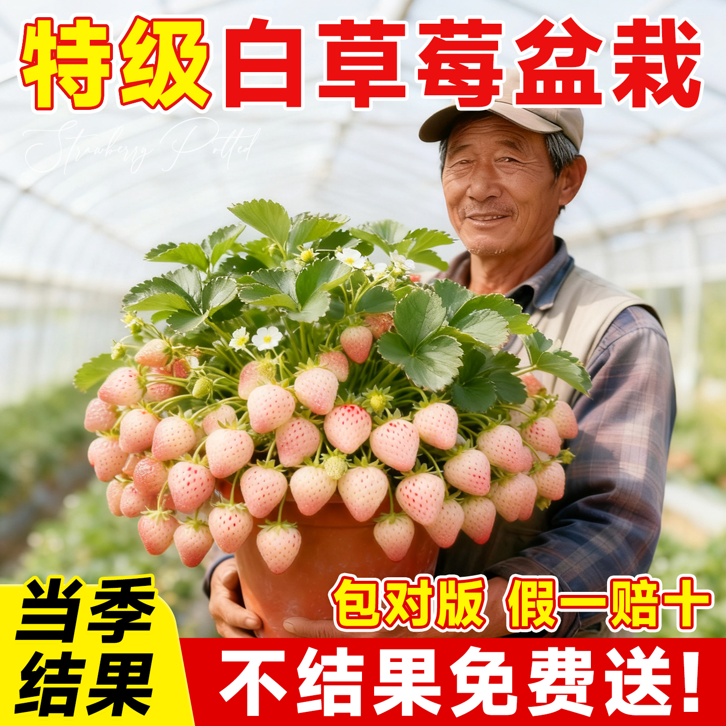 【特级白草莓盆栽】包成活到结果