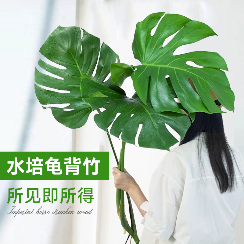龟背竹水培植物室内盆栽客厅办公室桌面老桩根大叶水养绿植好养活