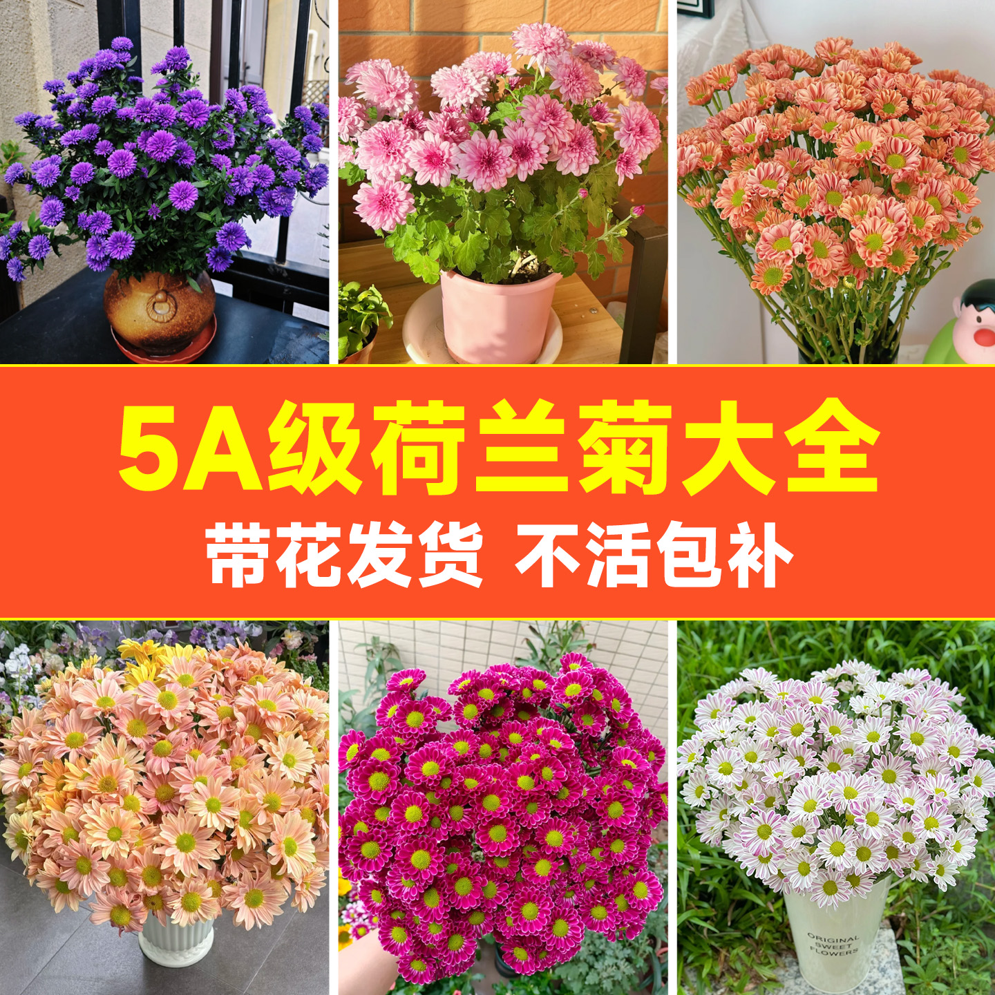 5A特级超全荷兰菊带花发货包成活