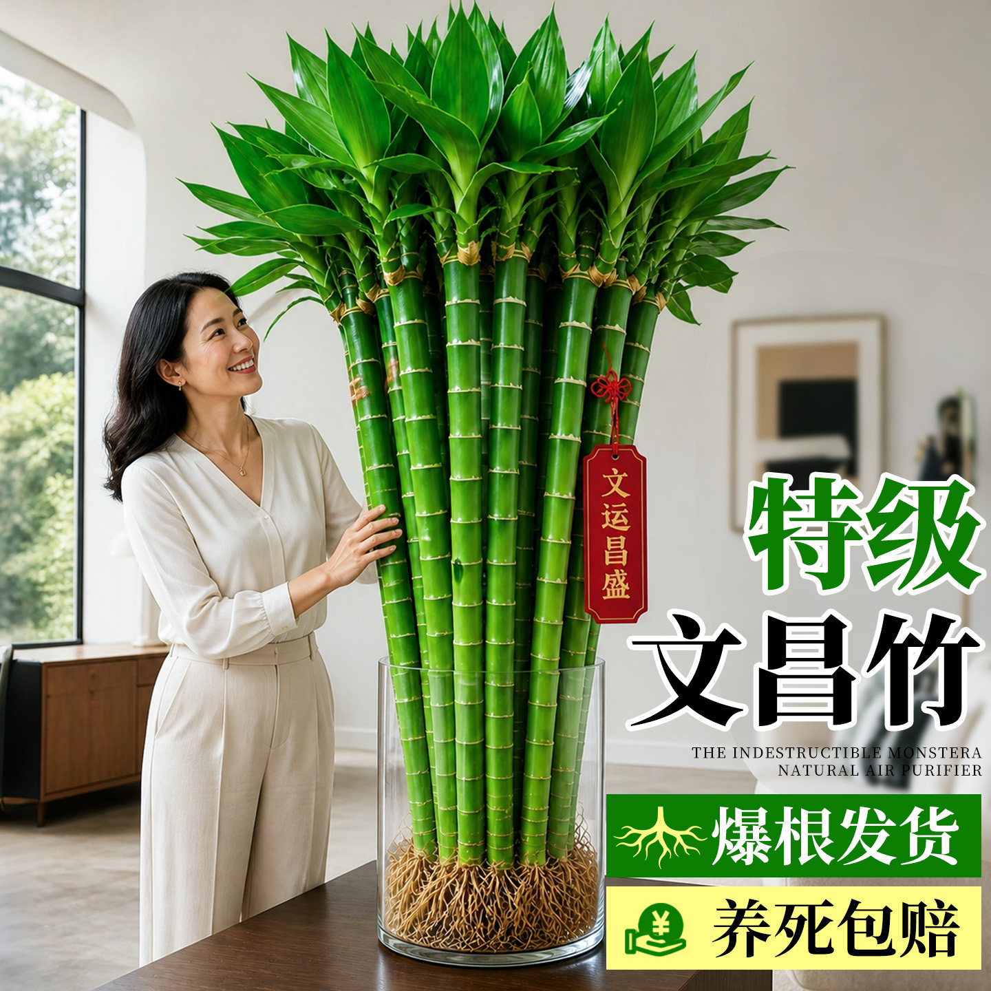 文昌竹4支金榜题名龙竹水培带根植物文竹富贵竹水养室内桌面绿植