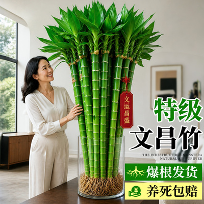 5A级带根文昌竹龙竹4支金榜题名