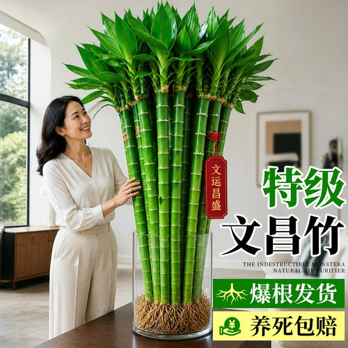 5A级带根文昌竹龙竹4支金榜题名