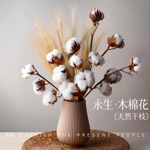 棉花枝自然干花花束客厅摆设天然木棉花家居装饰新疆道具插花客厅