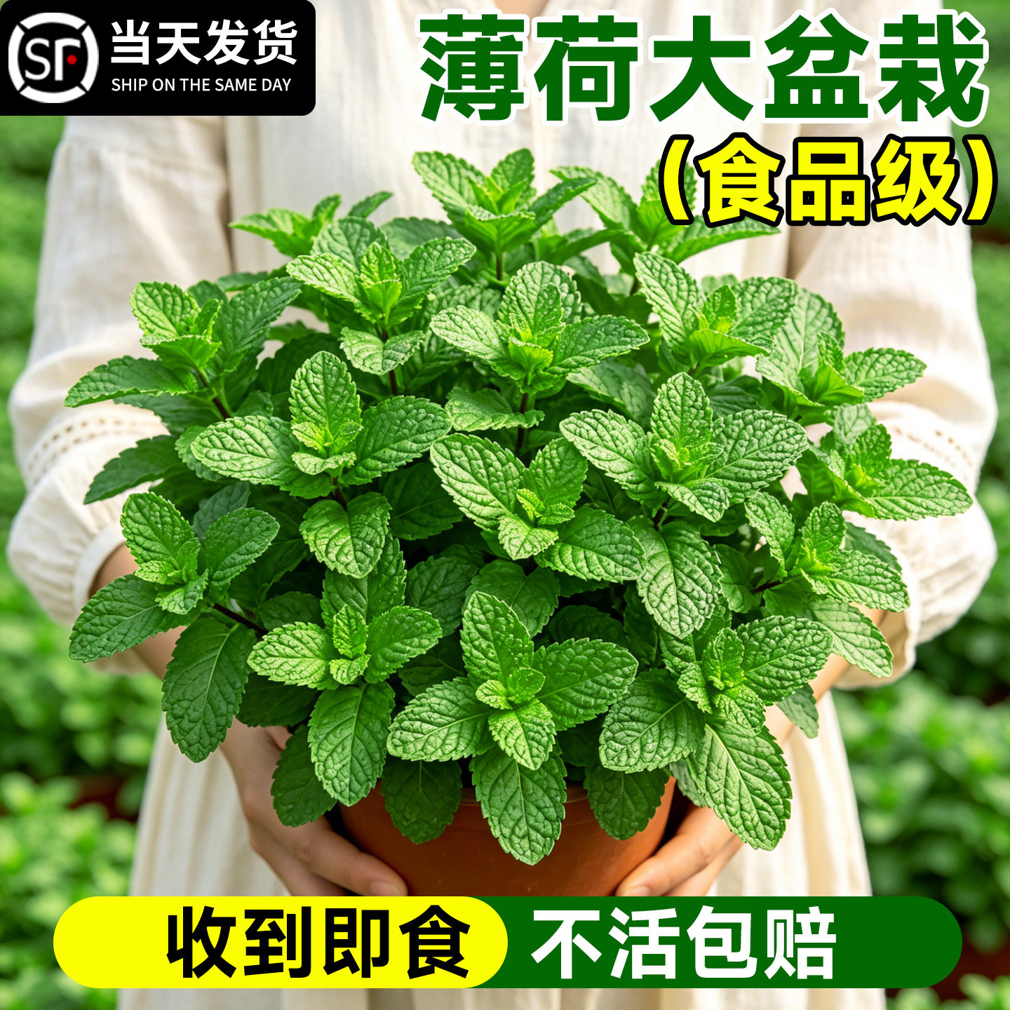 【食品级】薄荷大盆栽