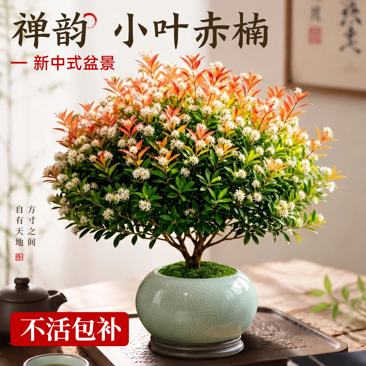 精品小叶赤楠莲花禅意盆景包活图片