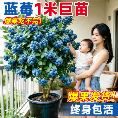 【爆果发货】1米蓝莓特大苗盆栽