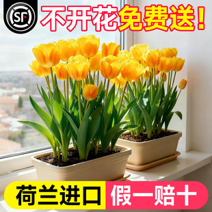 进口郁金香种球水培植物室内阳台盆栽种子好养水仙花卉成品鲜花苗