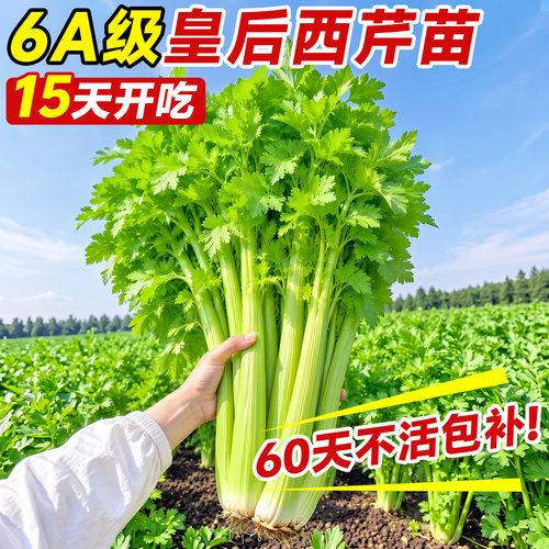 【不活包补】6A级皇后西芹苗