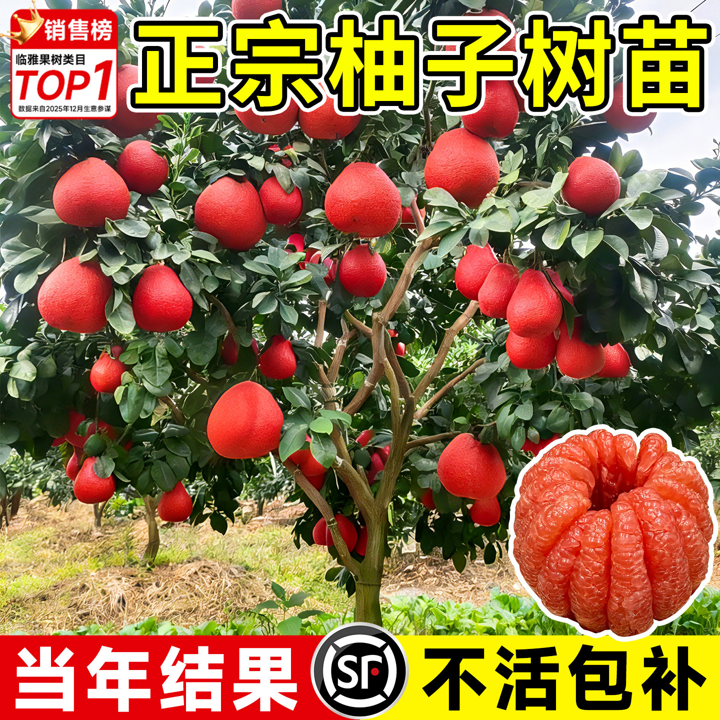 柚子树苗大苗泰国暹罗红柚三红蜜柚果树果苗南方北方种植当年结果,鲜花速递/花卉仿真/绿植园艺,果树,淘宝优惠券,粉丝福利购,淘宝优惠卷