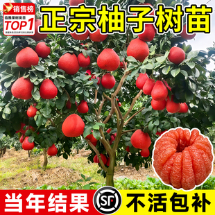 柚子树苗大苗泰国暹罗红柚三红蜜柚果树果苗南方北方种植当年结果