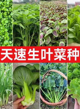 适合秋季种的菜籽蔬菜种子大全四季秋天秋播农家蔬菜种籽空心冰菜