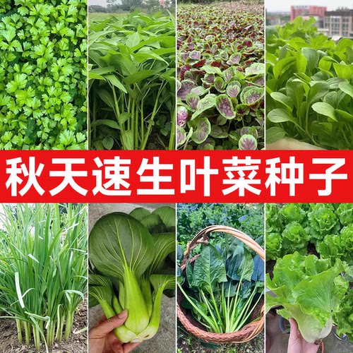 适合秋天种的速生蔬菜籽大全