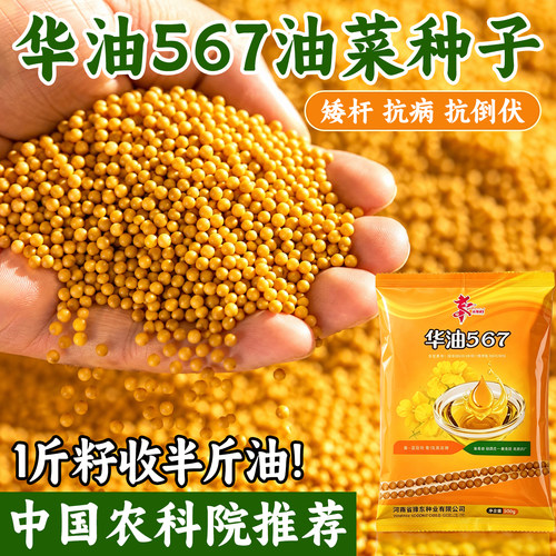 【量大优惠】华油567油菜种黄籽