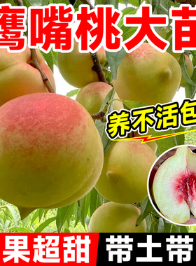 鹰嘴桃树苗桃树果苗广东连平嫁接南北方种植黄桃水蜜桃树带土四季