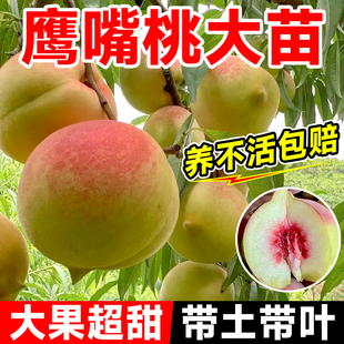 鹰嘴桃树苗桃树果苗广东连平嫁接南北方种植黄桃水蜜桃树带土四季