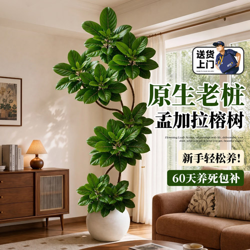 客厅落地，一棵撑起高级感
