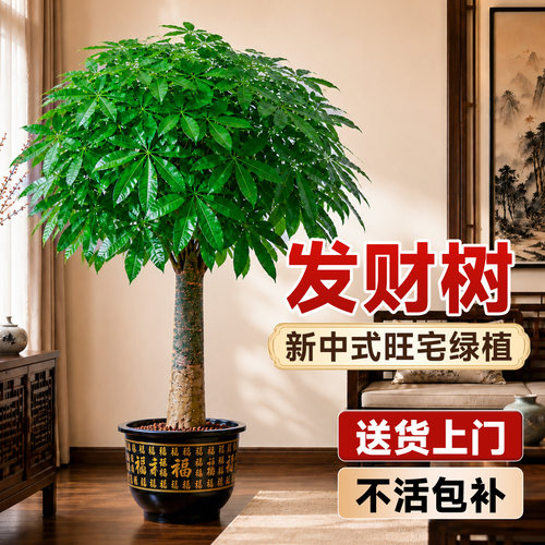 【茂密加倍】室内客厅大型发财树