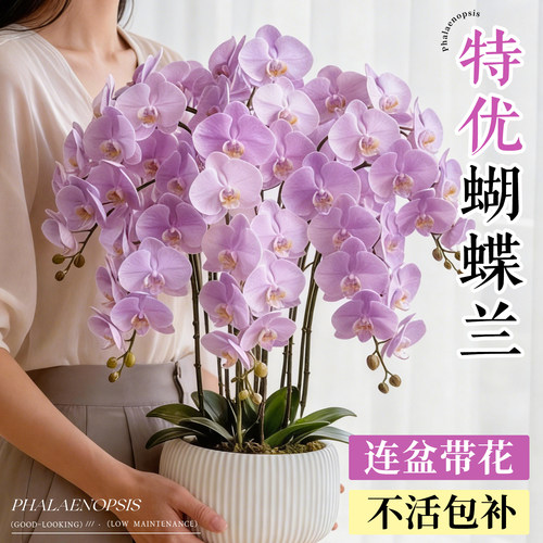 【不活包赔】特优蝴蝶兰带花带盆