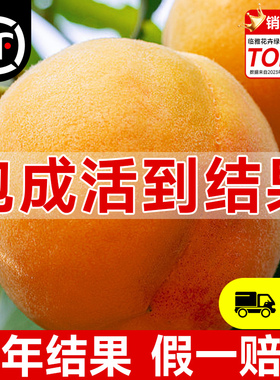 黄桃树苗桃树果苗冬桃嫁接苗南北方庭院四季种植果树果苗当年结果