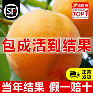 种植果树果苗当年结果 黄桃树苗桃树果苗冬桃嫁接苗南北方庭院四季