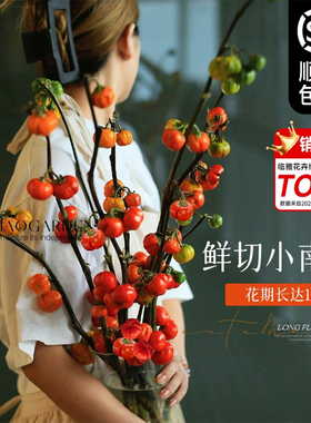 小南瓜鲜花观赏插花云南基地直发水培切枝花卉室内好养绿植物装饰