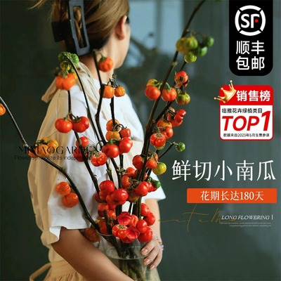 小南瓜鲜花观赏插花花束水培干花切枝花卉室内好养秋冬绿植物装饰