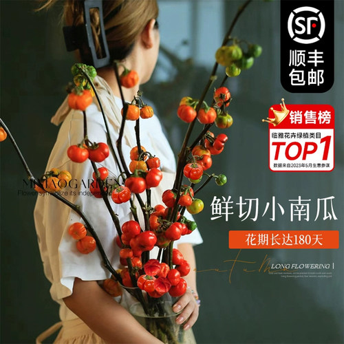 小南瓜客厅鲜切花基地直发带果发