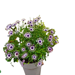 白芍蓝目菊万寿菊鲜花盆栽花苗室内阳台庭院花卉绿植四季好养开花