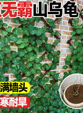 绿藤山乌龟大型室内外爬藤植物