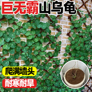 绿藤山乌龟大型室内外网红爬藤植物绿植墙造景金不换盆栽花卉包活