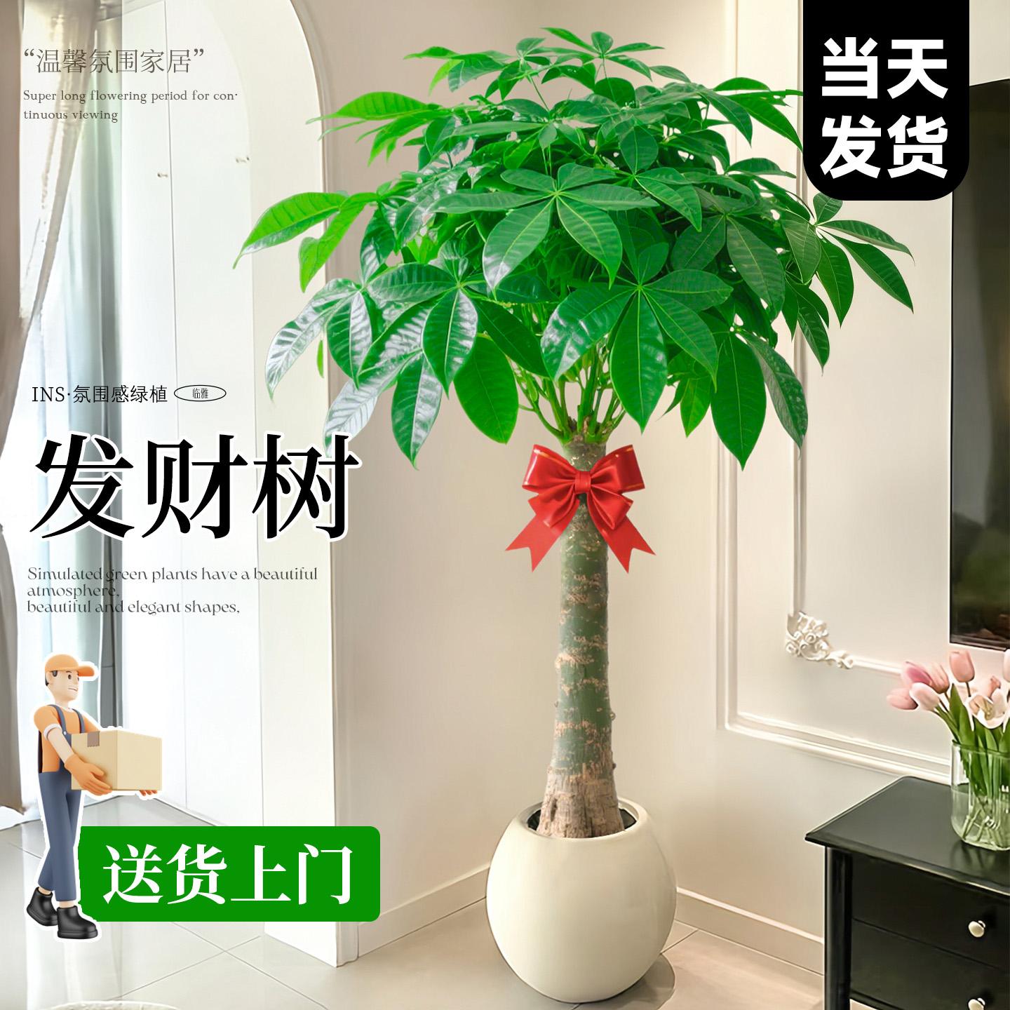 【A+品质】发财树大盆栽送货上门