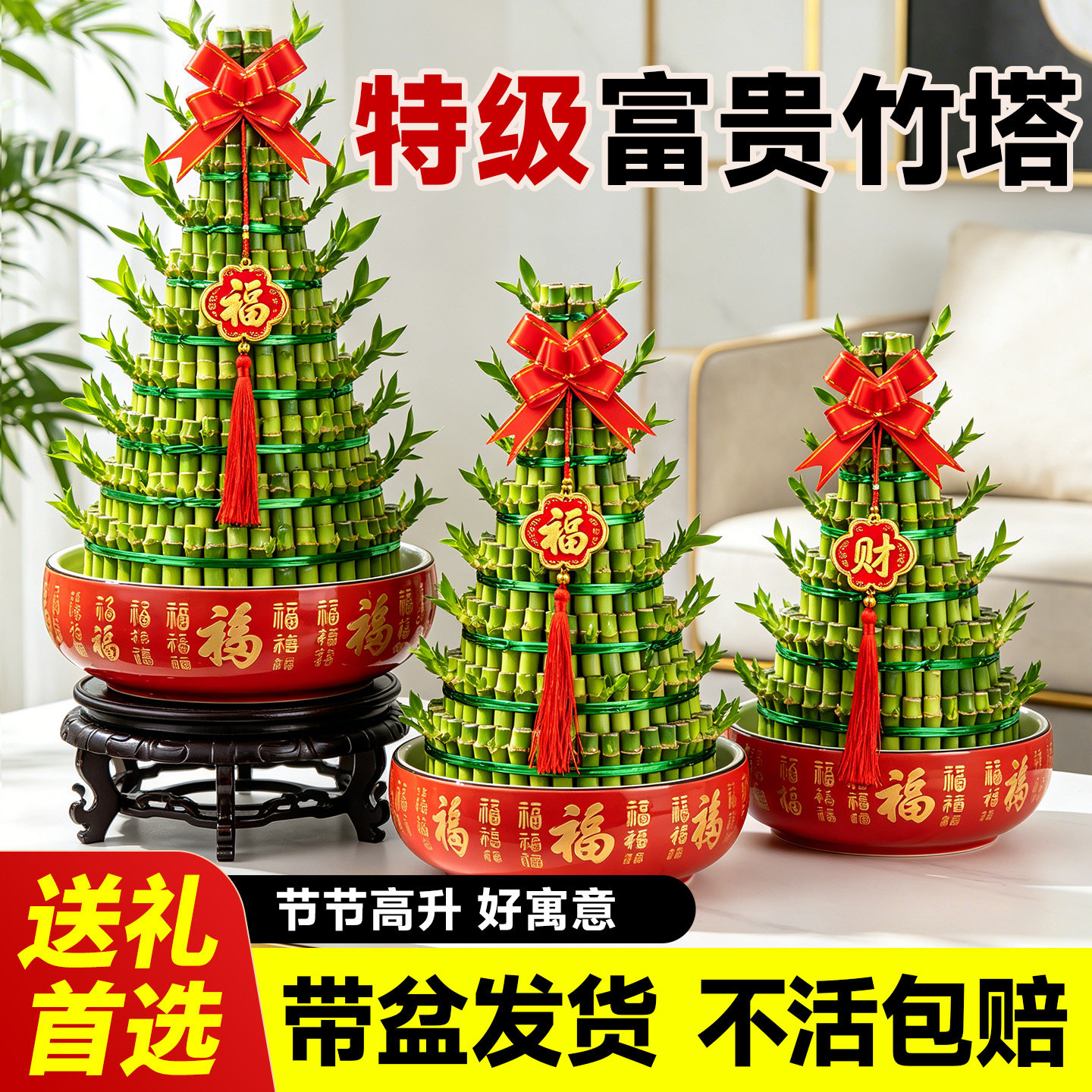 【5A特级】竹塔富贵竹盆栽节节高图片