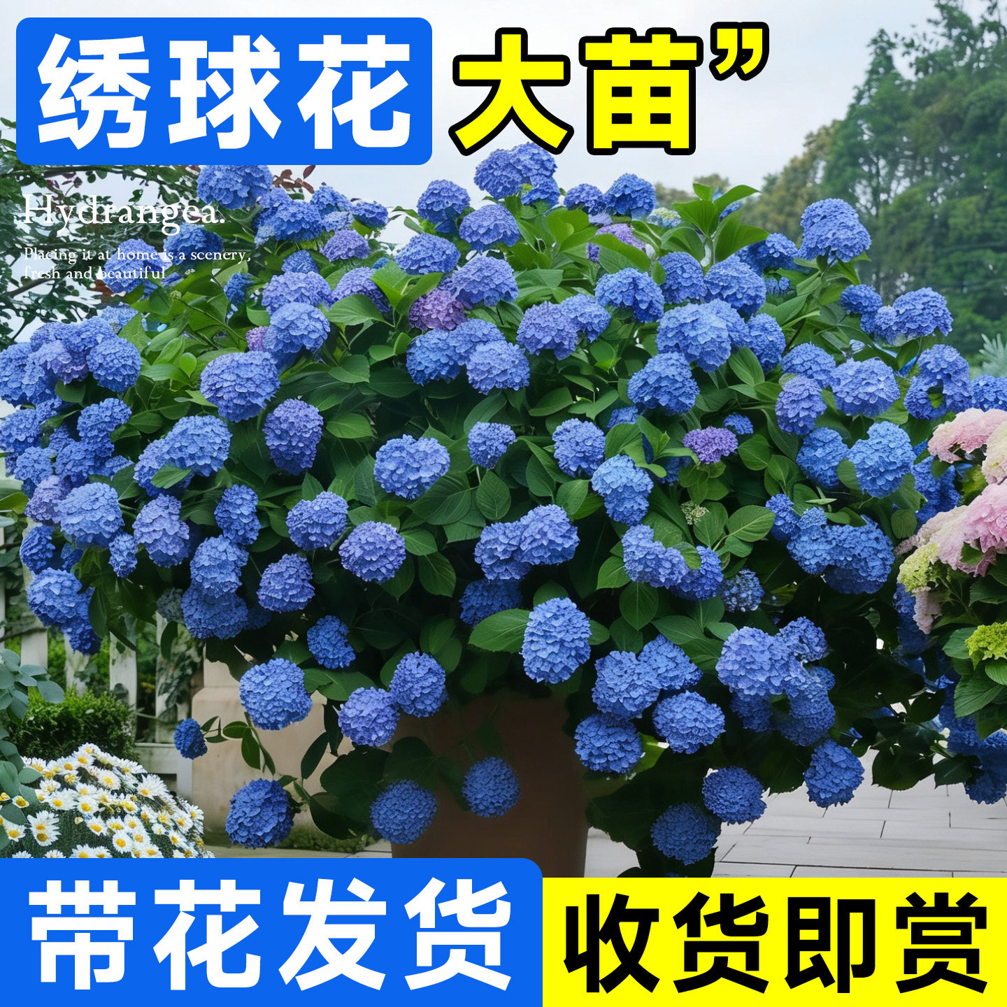 绣球花苗盆栽带花苞室内阳台无尽夏老桩植物四季鲜花卉开花易养活,鲜花速递/花卉仿真/绿植园艺,时令草本花卉,淘宝优惠券,粉丝福利购,淘宝优惠卷
