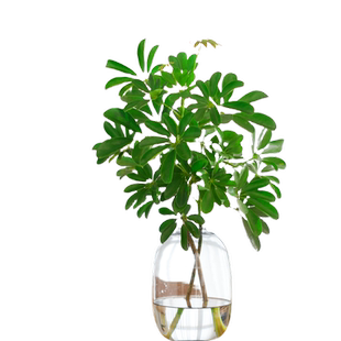 水培鸭脚木鸭掌木室内水养植物办公桌装饰客厅绿植发财树八方来财