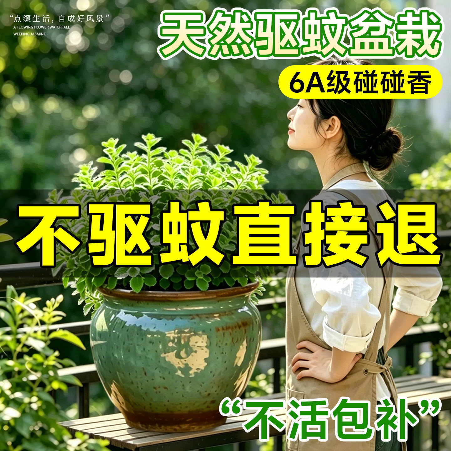 碰碰香盆栽驱蚊植物室内盆栽小绿植一抹香老桩可食用花卉净化空气