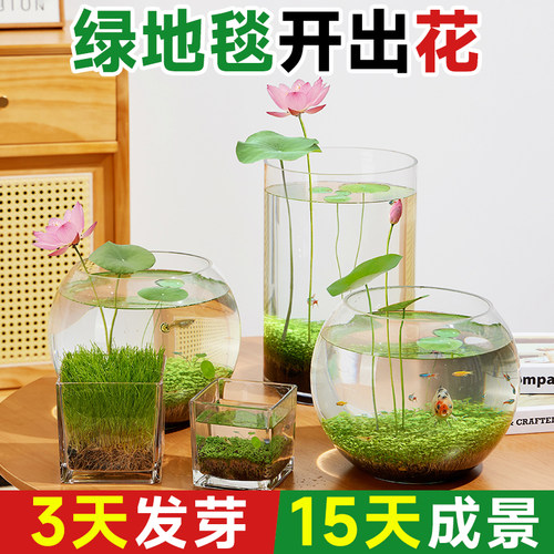 绿地毯也能开出花碗莲水草种子