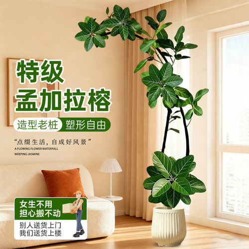 孟加拉榕绿植送货上门真树好养活
