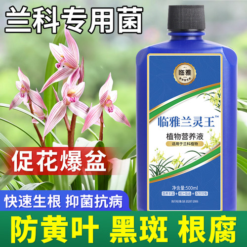 临雅兰灵王兰花专用肥料兰科营养