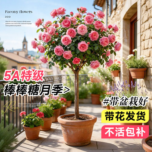 【特级】棒棒糖月季嫁接老桩盆栽