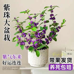 紫珠盆栽不需要阳光的绿植桌面室内耐阴好养易活的植物开花卉四季